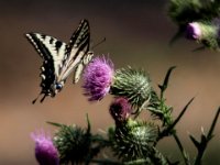 Butterfly 3